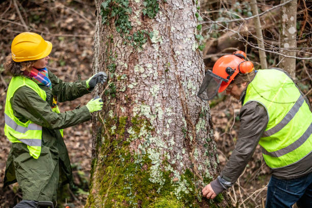 How Our Tree Care Process Works  in  Pioneer Village, KY